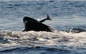 Salmon caught by killer whale in Oksfjord northern Norway 2011 Photograph kindly